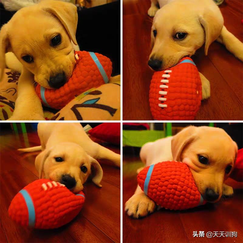 狗狗喜爱的玩具大盘点,了解狗狗的玩具最合适哪一种