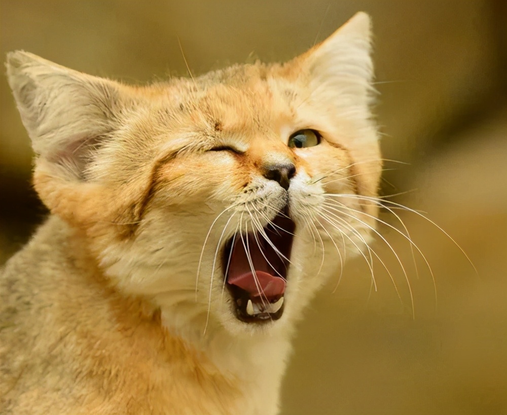 猫咪的臭臭正常是什么样子的,猫咪会对别的猫咪的气味敏感吗