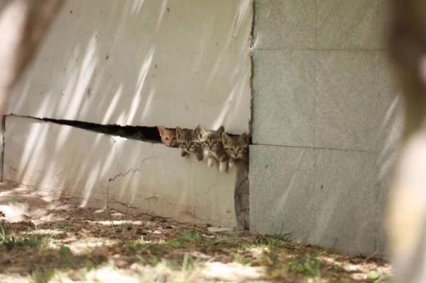 晚会喵、监考喵、楼长喵，被大学生宠爱也太幸福了吧