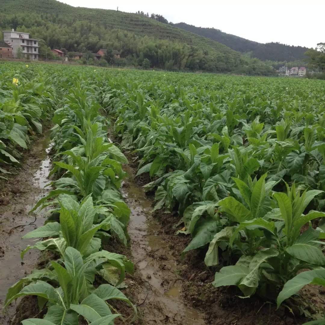 戒烟从少吸到不吸烟对身体更好,戒烟不再吸烟的危害