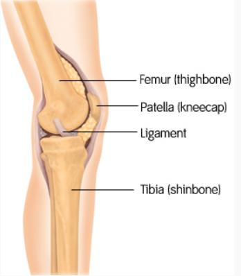 膝关节系列科普膝关节的基本结构,讲解膝关节的构成