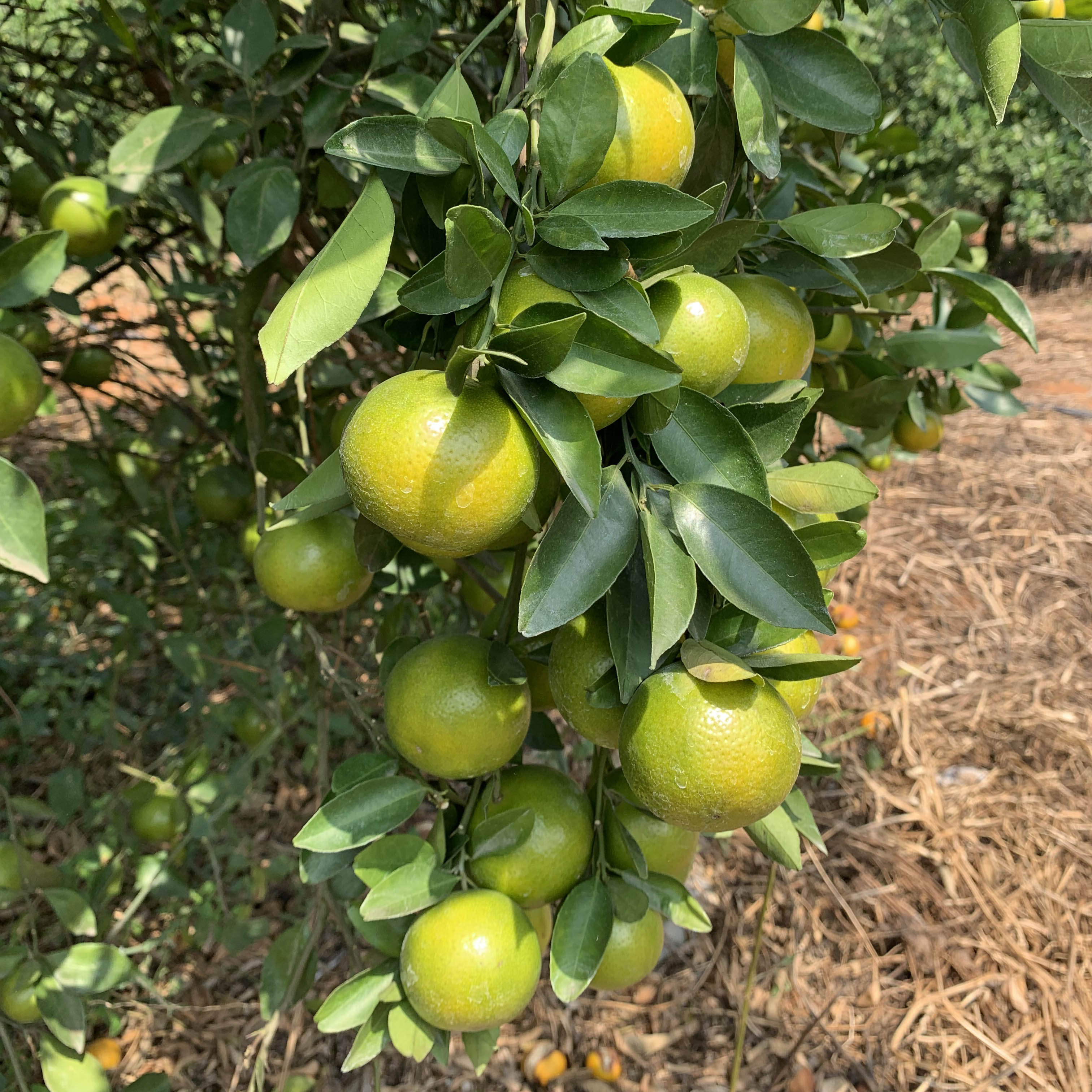皇帝柑口感最好的时间,新鲜的皇帝柑是怎样的