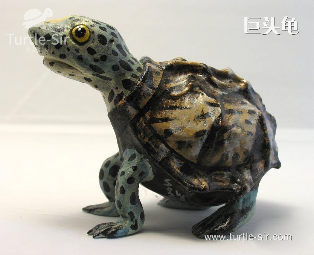 蛋龟养殖之家的龟怎么样,如何养好巨头蛋龟