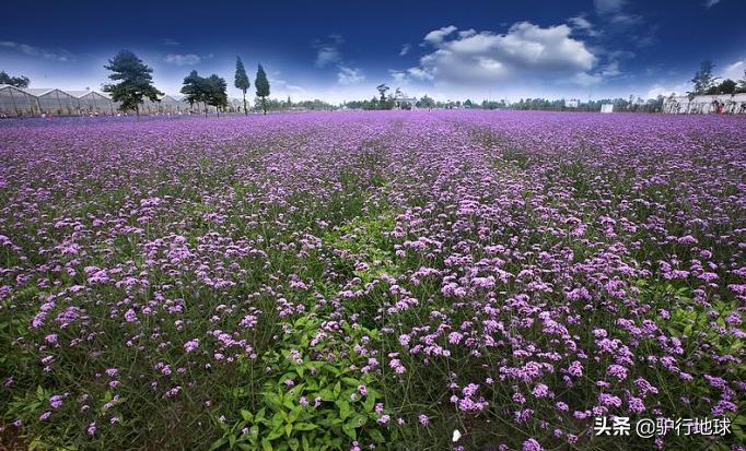 成都周边合适秋天看花的地方,成都周边看花攻略国庆节