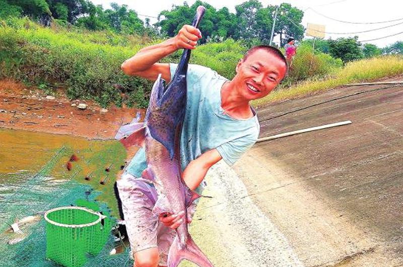 泸州淡水鱼养殖,泸州名贵鱼养殖