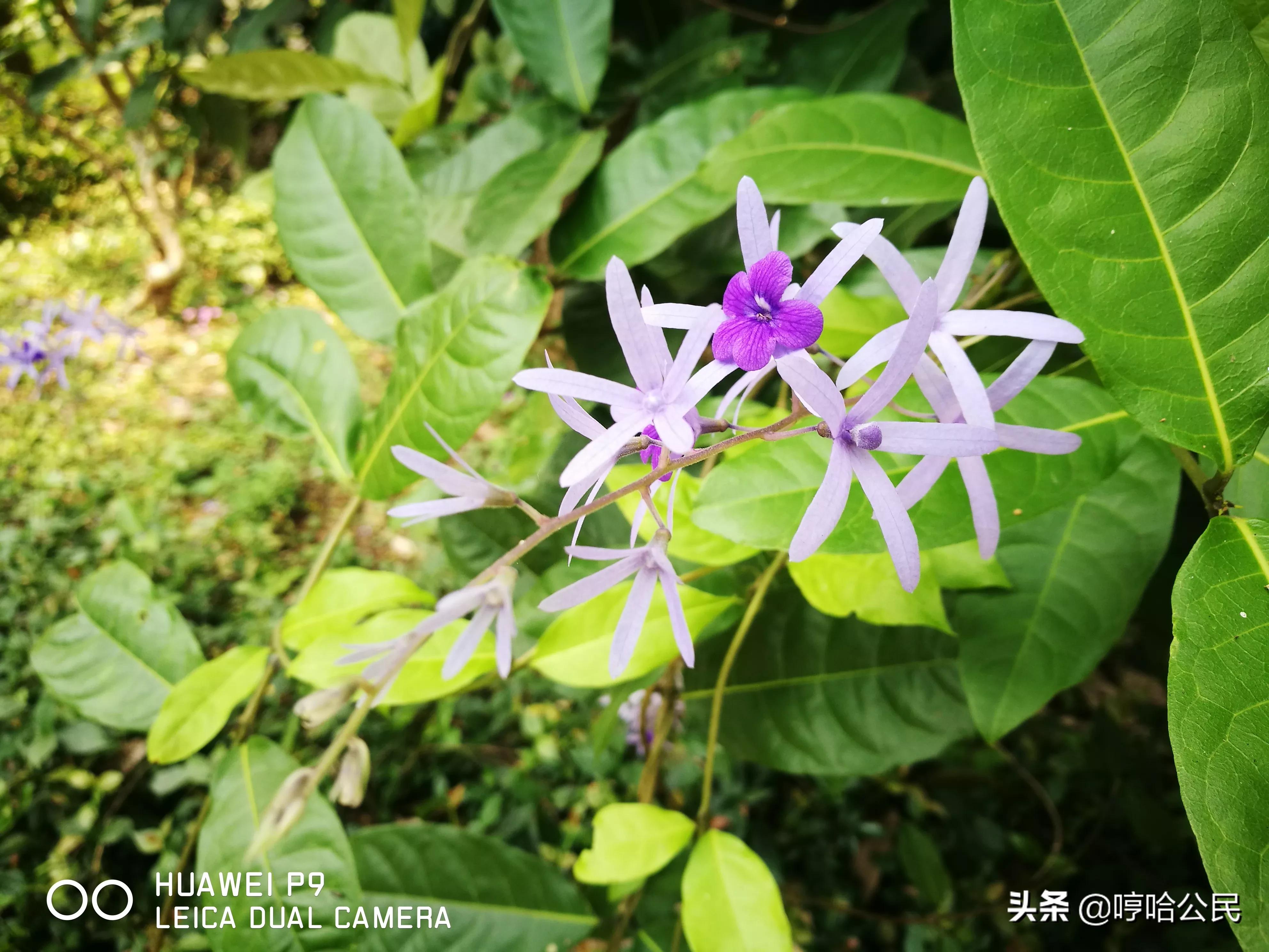 华为p9现在还值得入手吗,华为p9系列历代