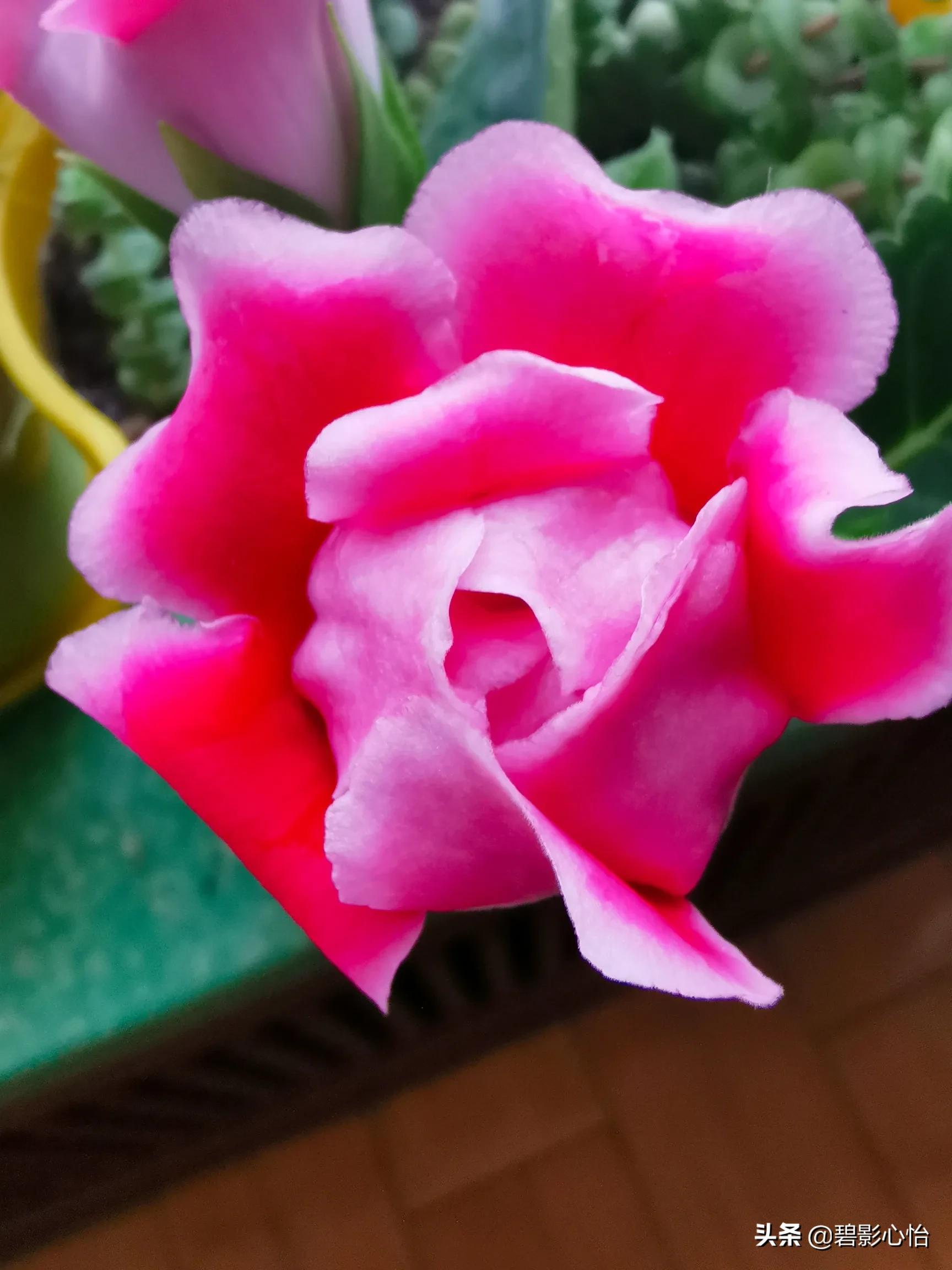 微生物菌剂能够给芙蓉花追肥吗,芙蓉花败了怎么追肥