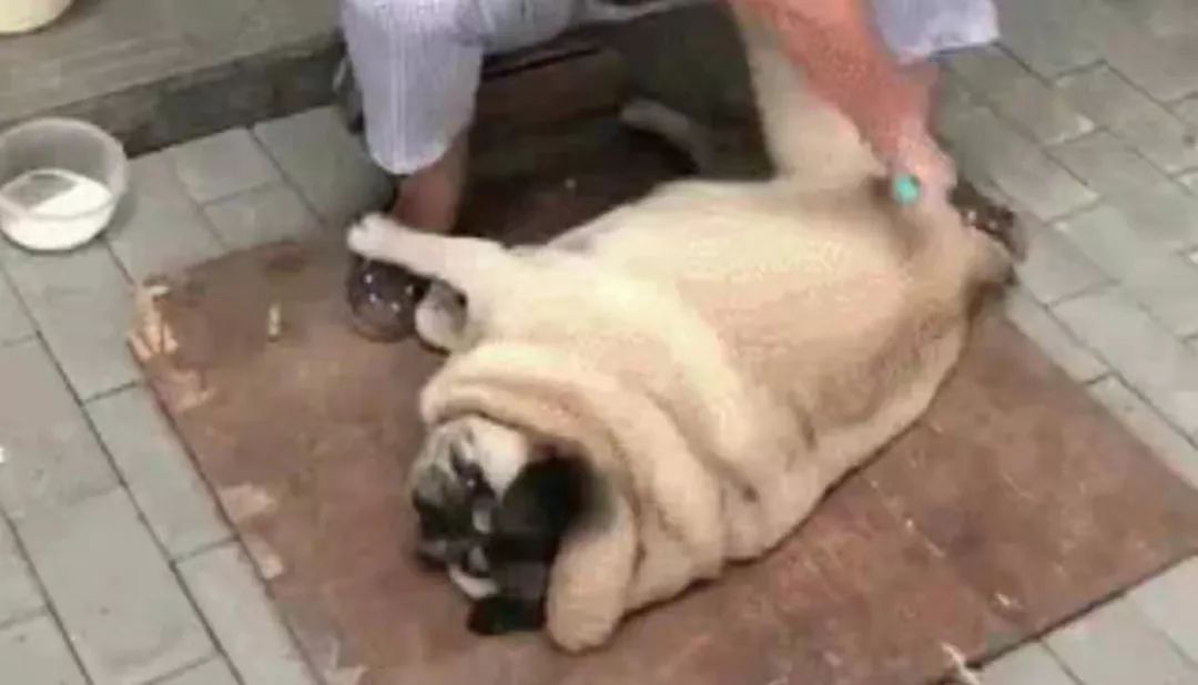 中国最古老的犬种巴哥犬,巴哥犬是禁养犬种吗