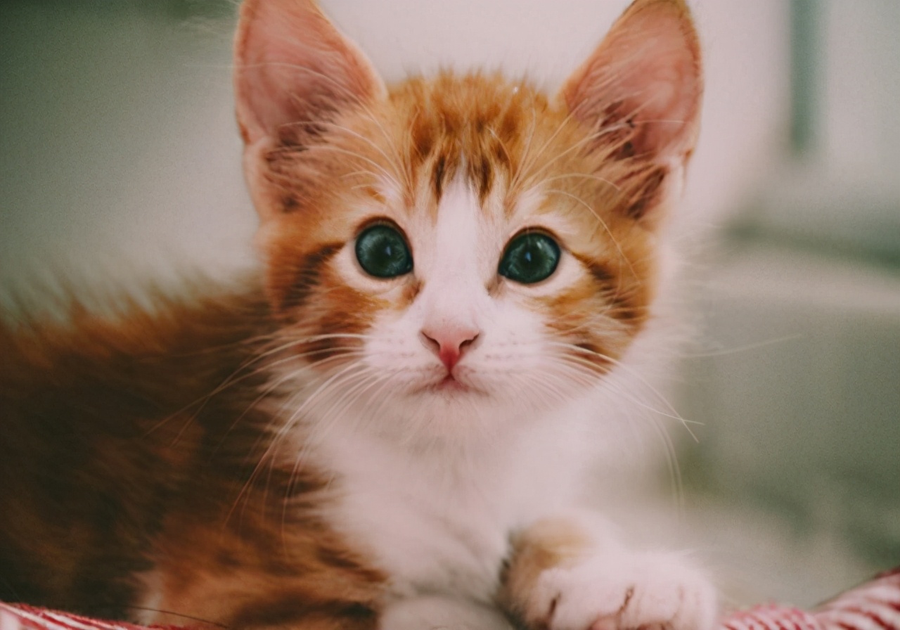 猫咪呕吐会自愈吗,猫咪一直呕吐黄水能自愈吗