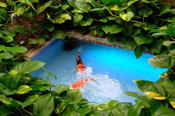 绿萝最爱的4种东西,四种让绿萝疯长的东西