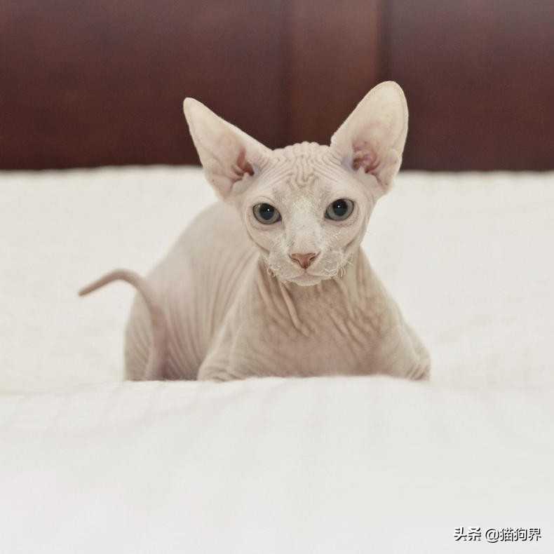 无毛猫为什么会不长毛,无毛猫为什么很容易养胖