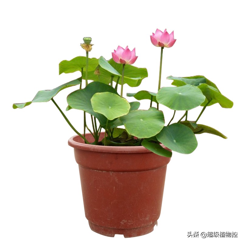 四季开花的香花植物,列举6种香花植物