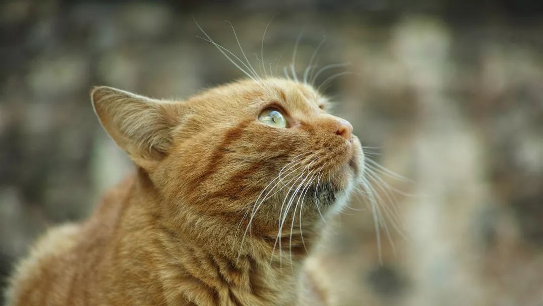 铲屎官为什么要给猫做绝育手术,盘点铲屎官给猫咪花巨款打造猫窝