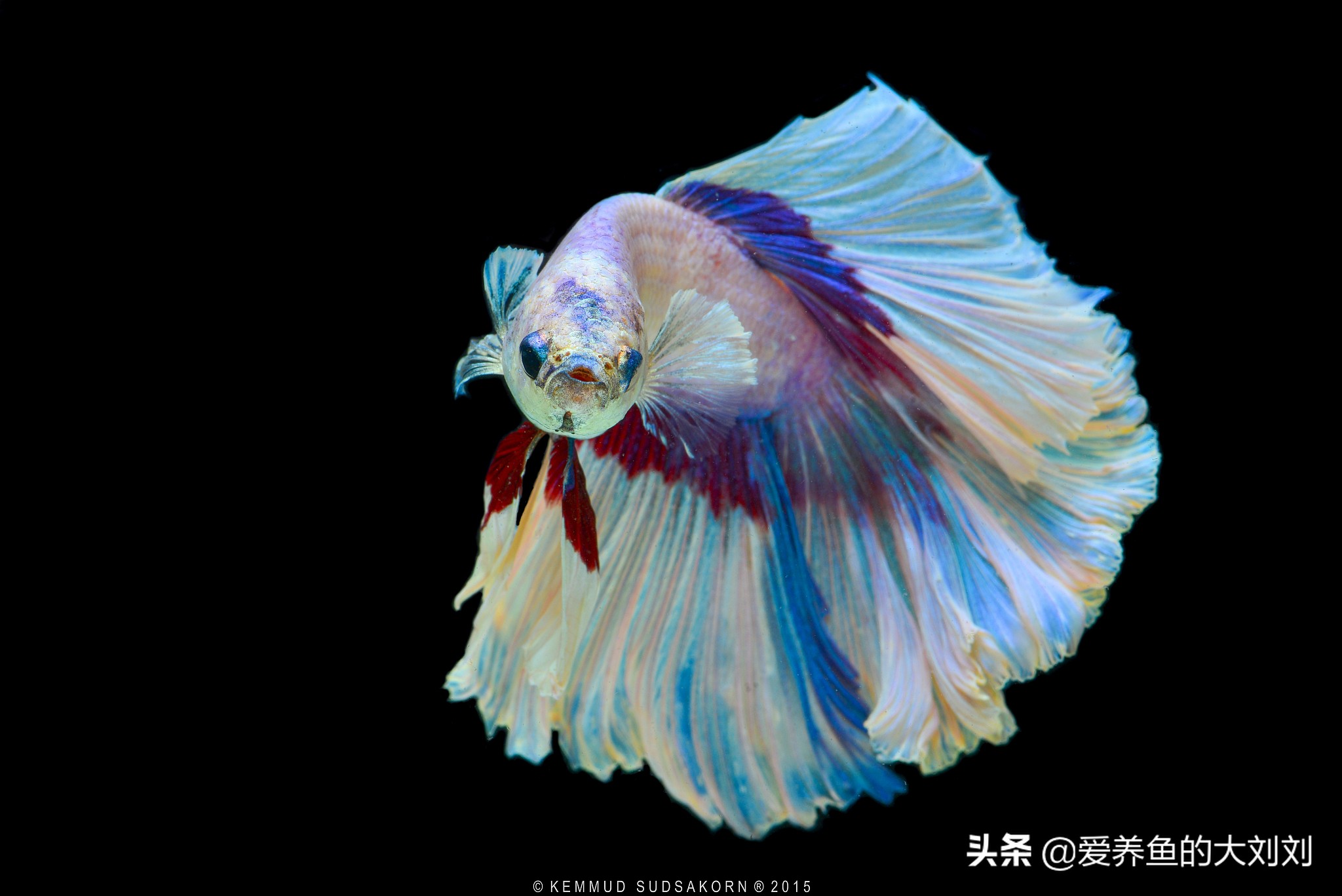 鱼缸能够用活性炭和石英砂过滤吗,鱼缸过滤材料活性炭多久换一次