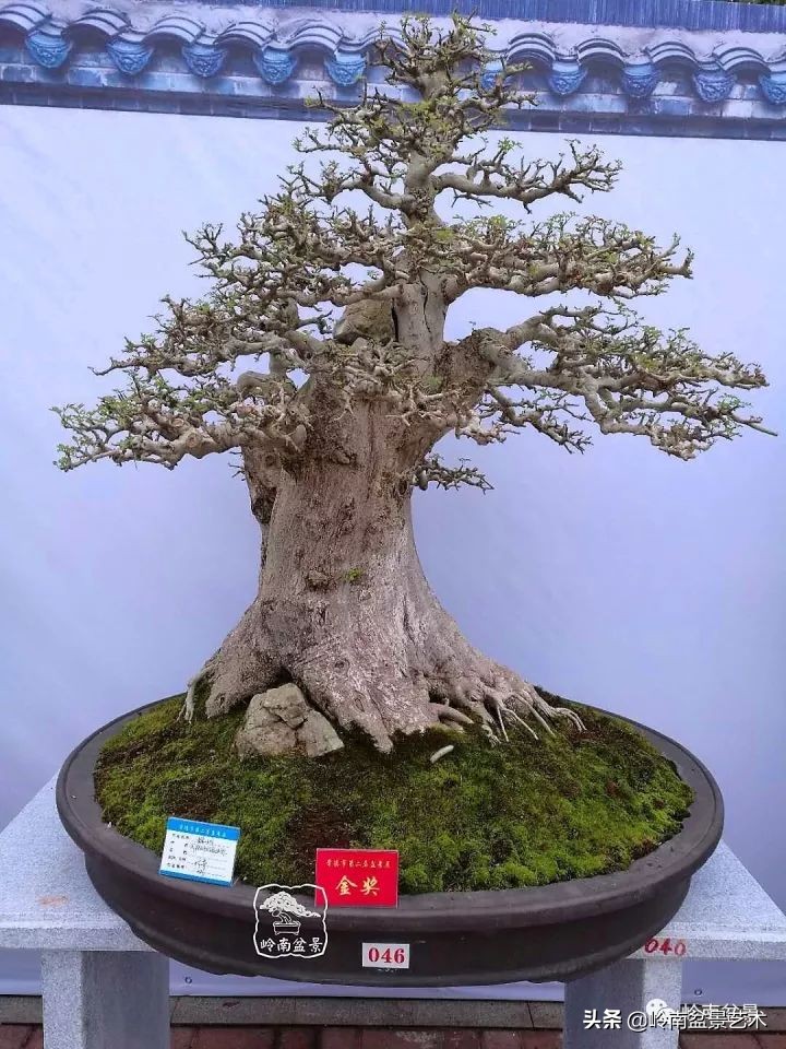 盆景对节白蜡是什么树,对节白蜡盆景是什么树