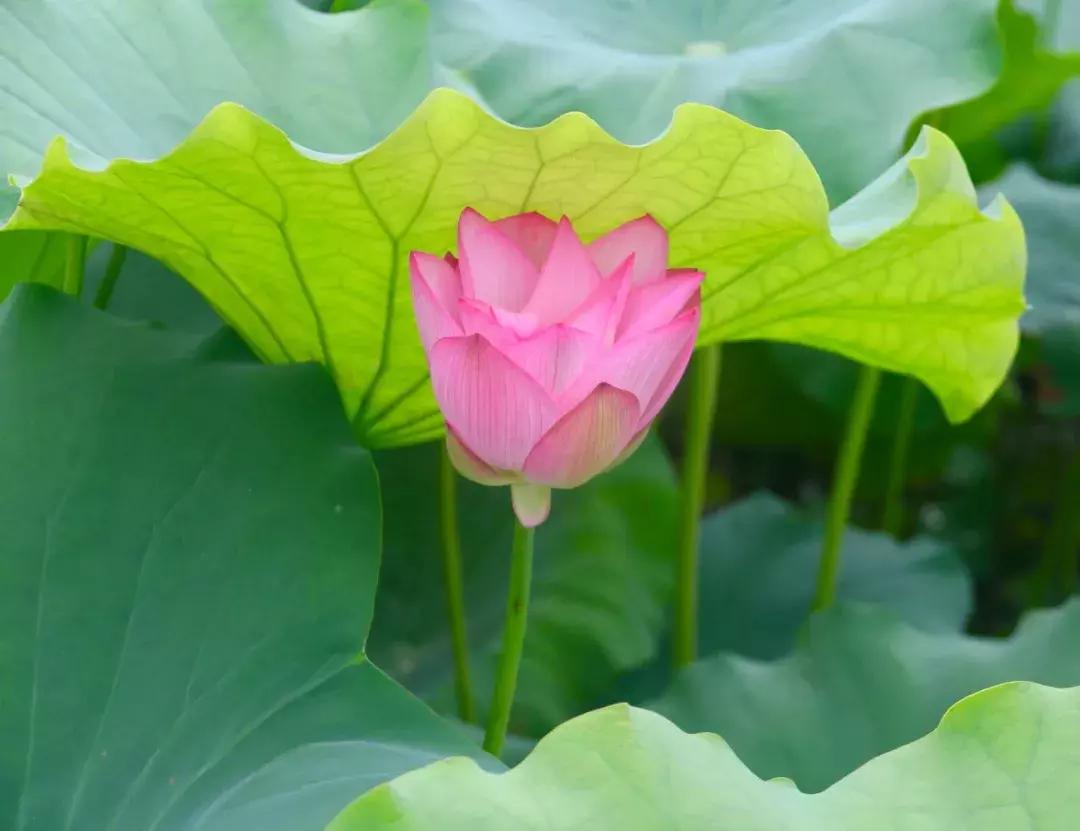 又到一年赏荷季又见荷花,广州莲花山荷花