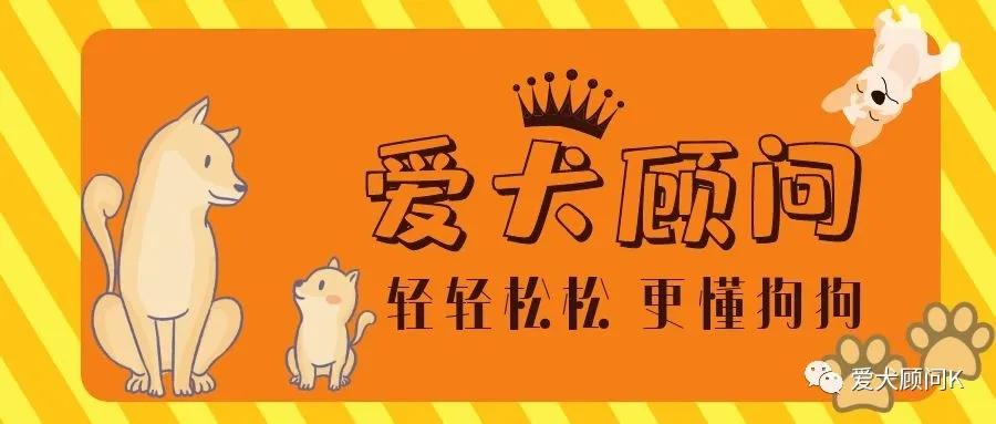狗老是叫扰民,狗总是乱叫咬人怎么办