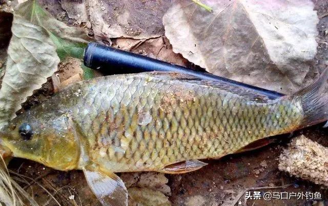 钓鱼怎么调饵料容易上鱼,鱼不吃钩的技巧