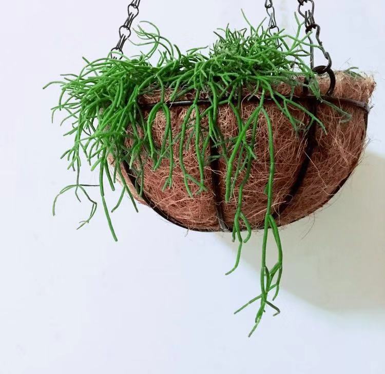 刷屏级花草，我也就拿着手机看了一下午而已！