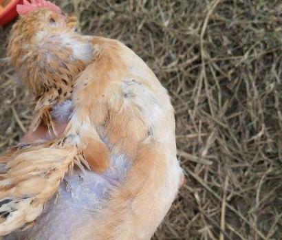 鸡全身水肿是怎么回事,鸡的眼肿胀是什么病怎么治疗