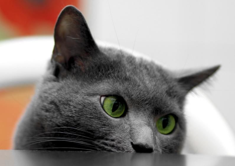养了只猫咪胆小不和人亲近怎么办,猫咪不宁愿靠近主人