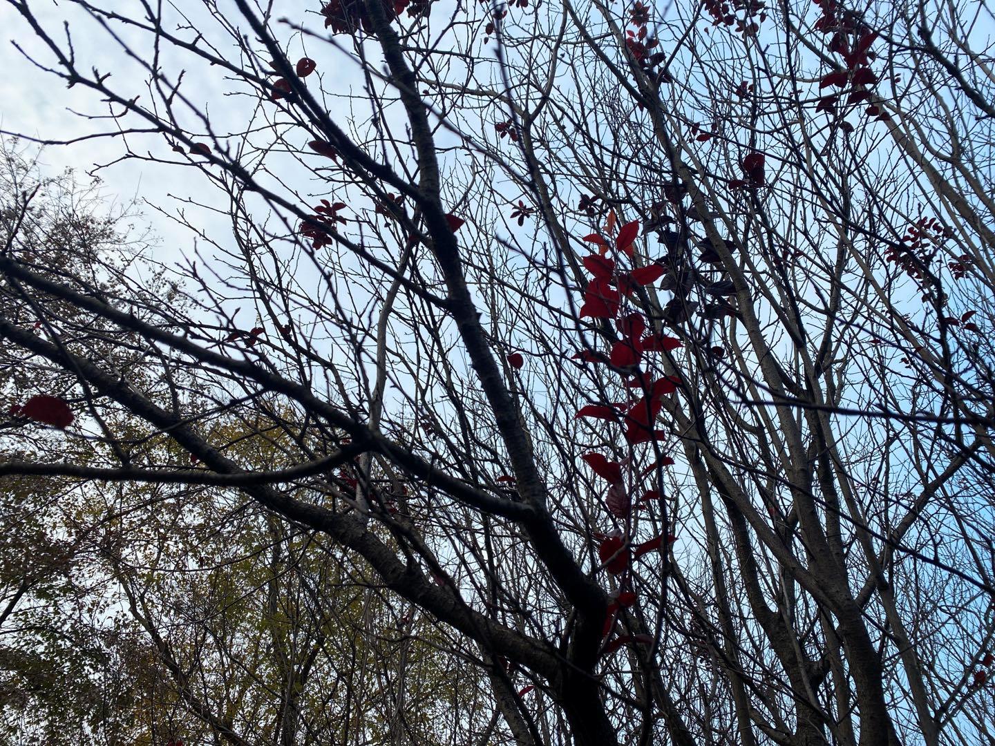 南京最合适夜晚的公园,南京周末户外打卡景点