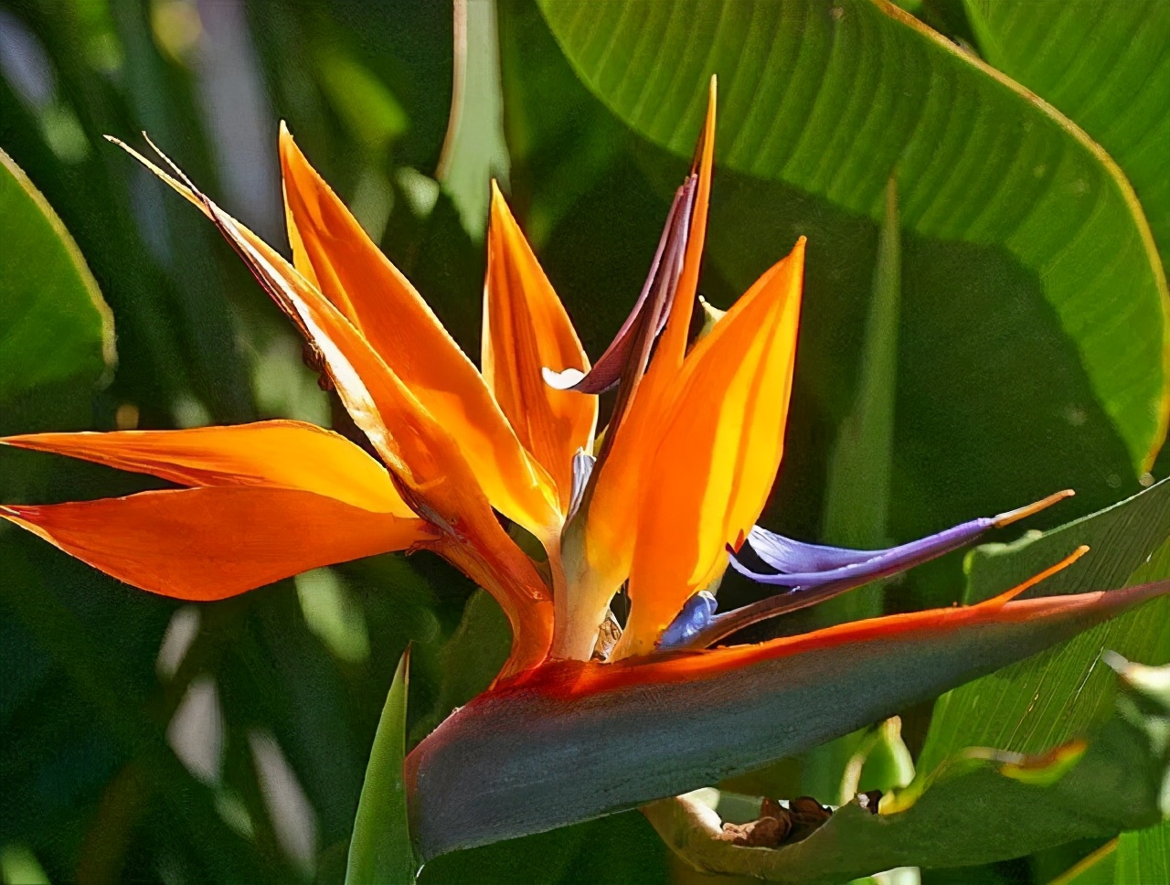 什么花合适扫墓献花,清明节扫墓送什么花比较合适
