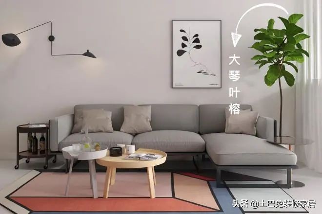 十款居家可养的植物,招财又好养的植物