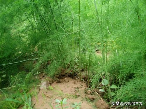 被誉为“蔬菜之王”，种1次收10年，售价8元1斤，为啥种的人少