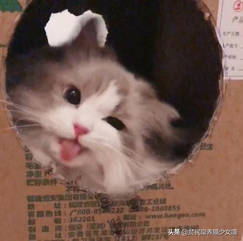 新手养猫家庭必备药省钱又好用,养猫必备18种药物有哪些