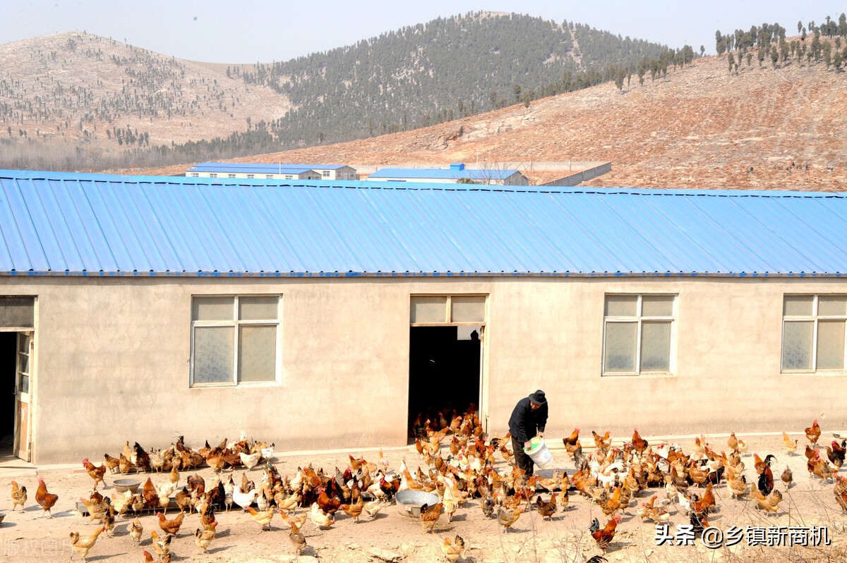 合适农村发展的致富项目大全,合适农村的致富小项目有哪些