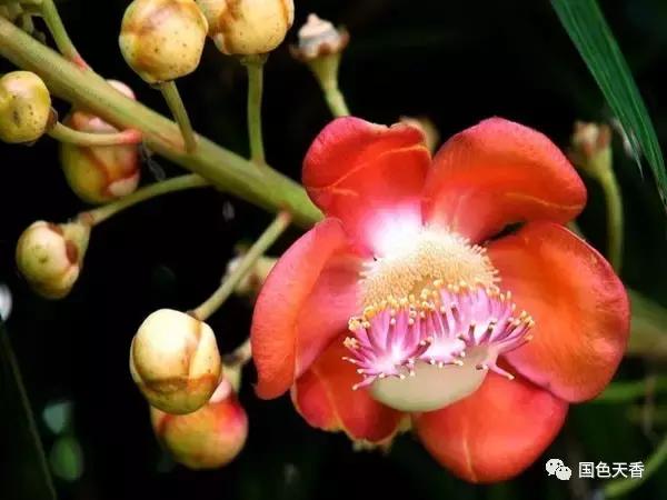 菩提花开观自在,菩提花开见性成佛