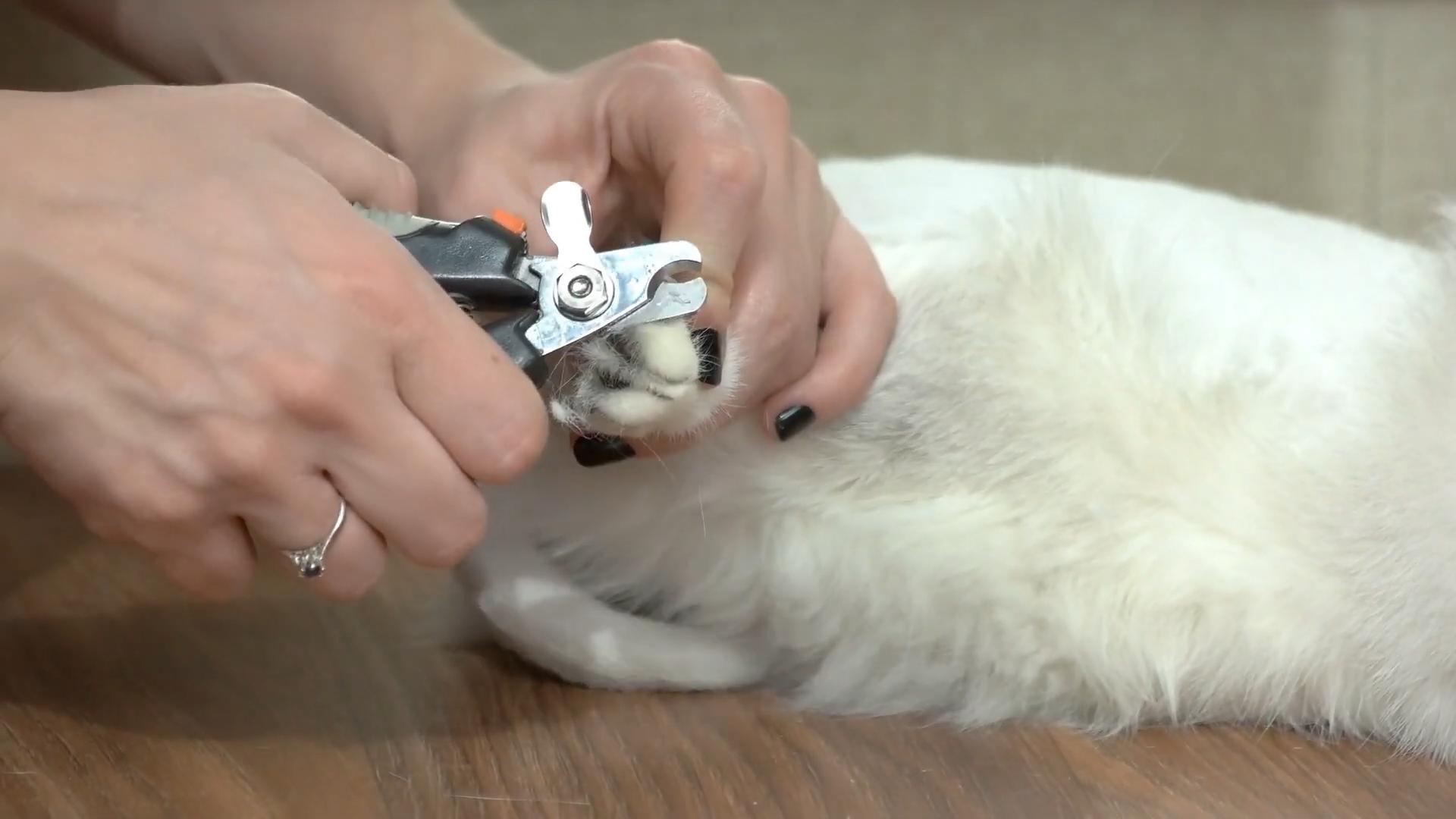 猫咪晚上挠柜子怎么处理,猫咪一直挠被子怎么办