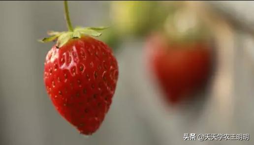 冬季草莓与夏季草莓哪个更有营养,反季草莓合适冬天吃吗