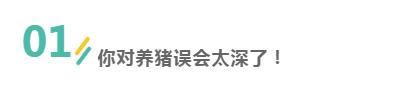 年薪30万，越来越多的大学生，毕业后去养猪