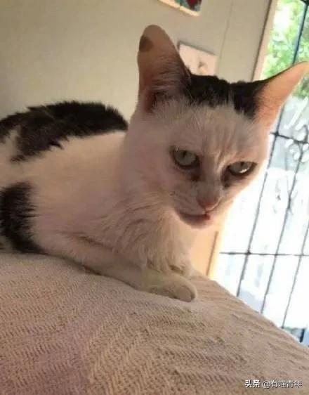 喷墨机为何突然对猫下此毒手？