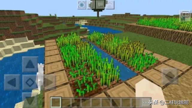 十大珍稀植物排行榜,中国十大珍稀植物排名