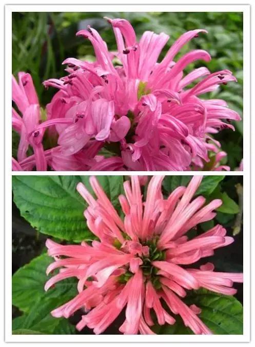 100种常见花卉资料大全,常见100种花卉介绍图片