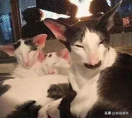 喷墨机为何突然对猫下此毒手？
