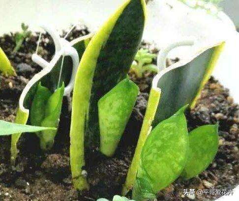 虎皮兰扦插生根最快方法图片,虎皮兰叶子扦插方法和注意事项