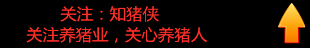 猪高温中暑有什么症状,猪体表发热但是体温正常怎么回事
