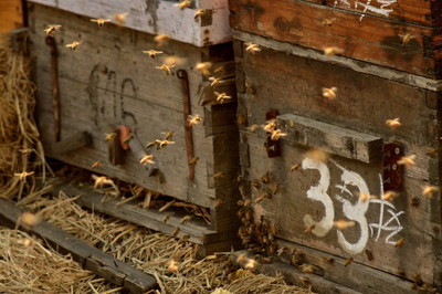 蜂群春繁保温的正确方法,活框养殖中蜂春繁准备工作