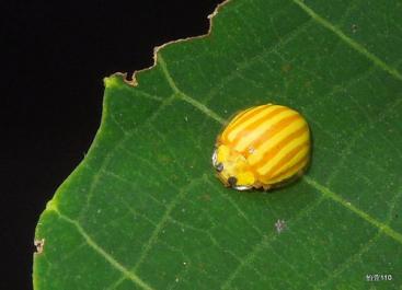 吃肉的瓢虫是农夫的好帮手，别再将它们一网杀尽啦！