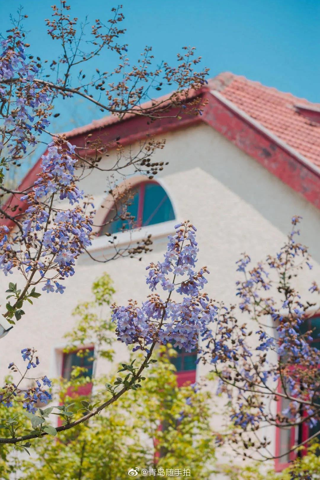 海滨老城泡桐花 (海滨老城紫色泡桐花)