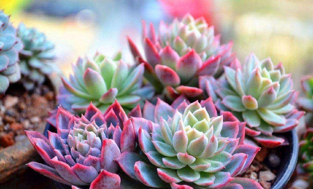 一年四季都合适种的花好养,好养的花有哪些合适一年四季养