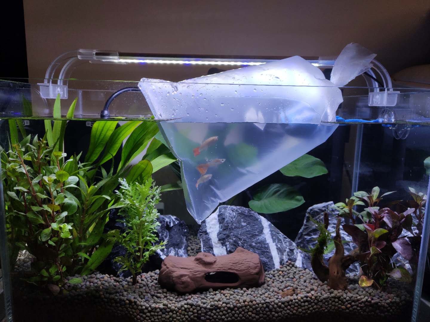 新手养鱼入门基础教程之准备缸,养鱼新手入门拿普通鱼缸养