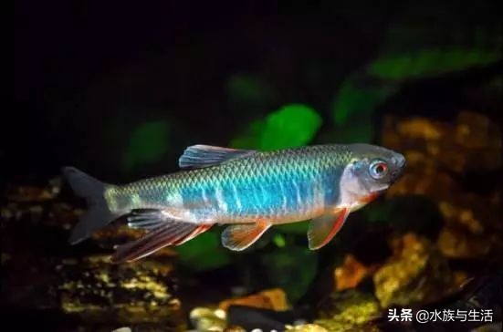 为什么原生鱼比热带鱼贵 (十大合适懒人养的国产原生鱼)