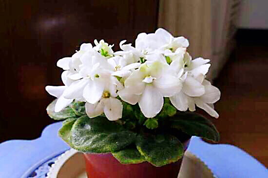 紫罗兰花卉大全,紫罗兰花卉盆栽图片