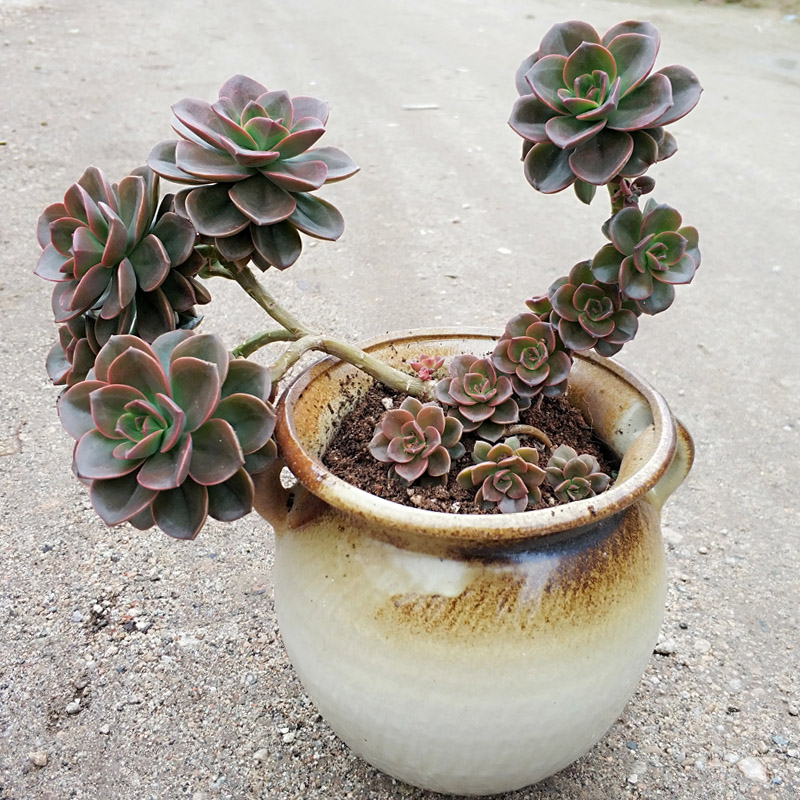 一棵多肉变老桩的整个过程，只需1年，就能养成