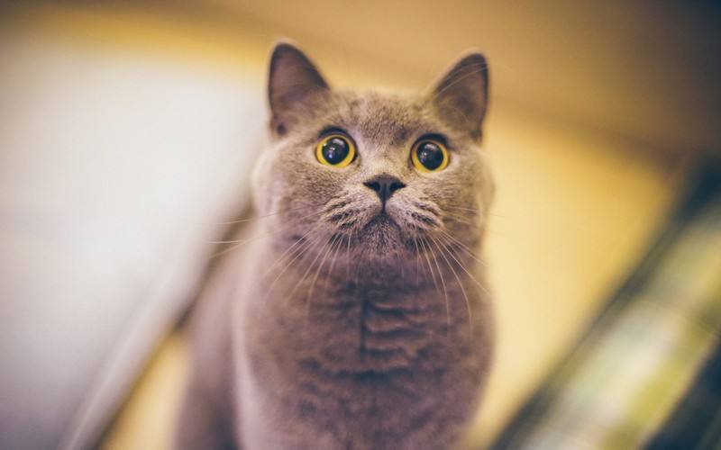 猫咪可爱的说说发朋友圈 (不知道的猫咪小知识)